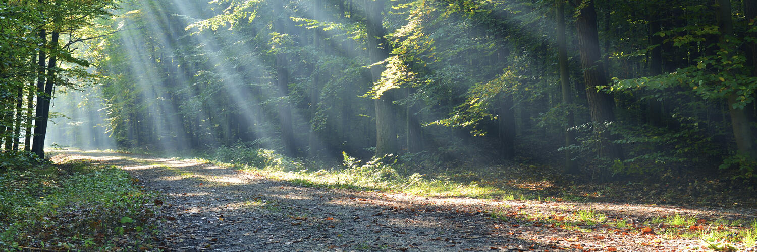 Forest path into the light